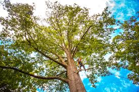 How Our Tree Care Process Works  in  Hurley, WI